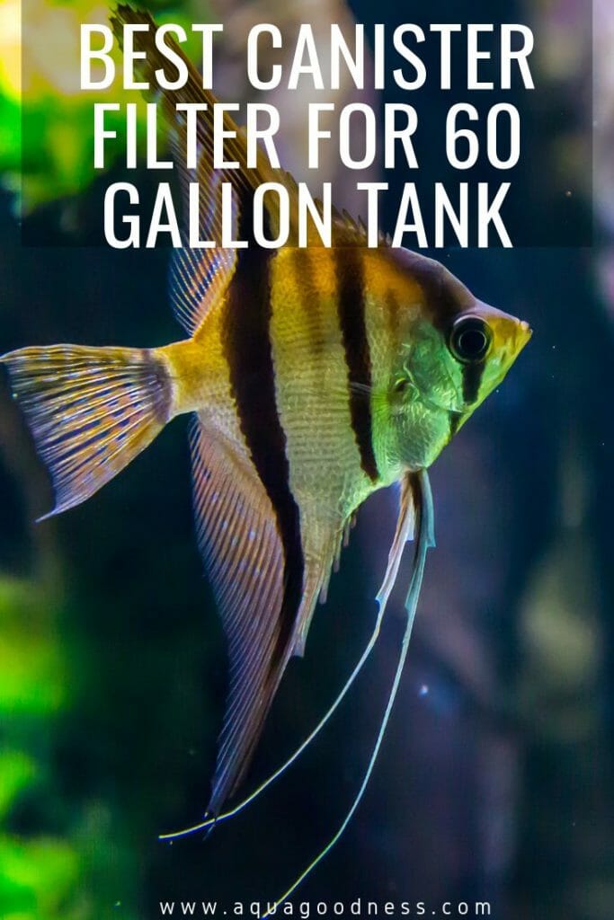 best filter for 60 gallon freshwater aquarium