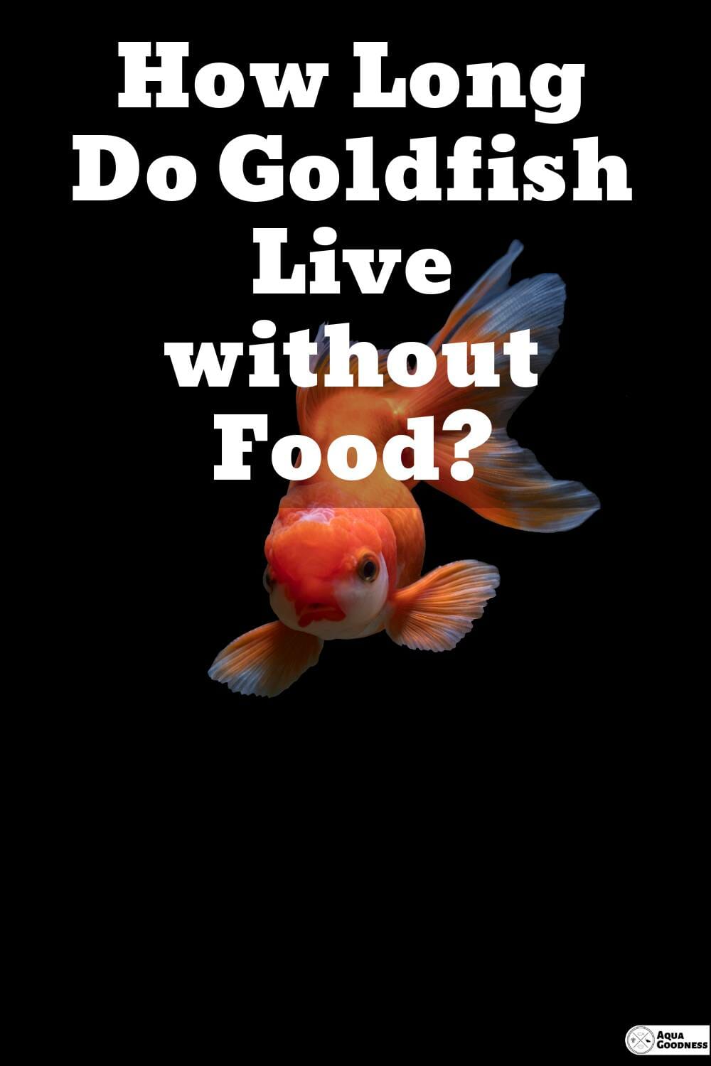 cuánto tiempo viven los peces de colores sin comida image