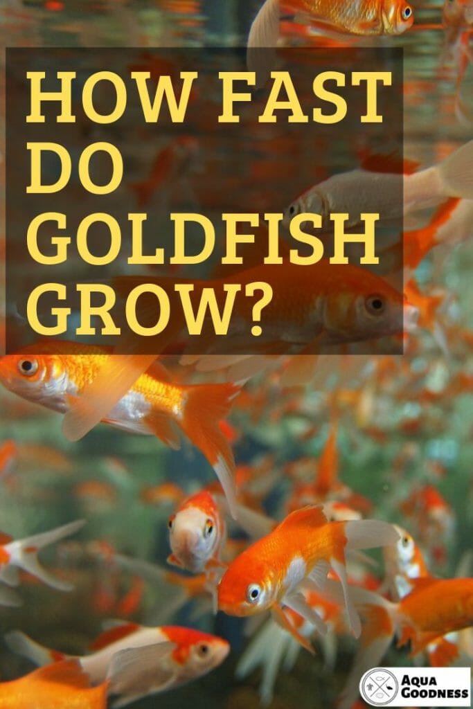 heater temperature for goldfish