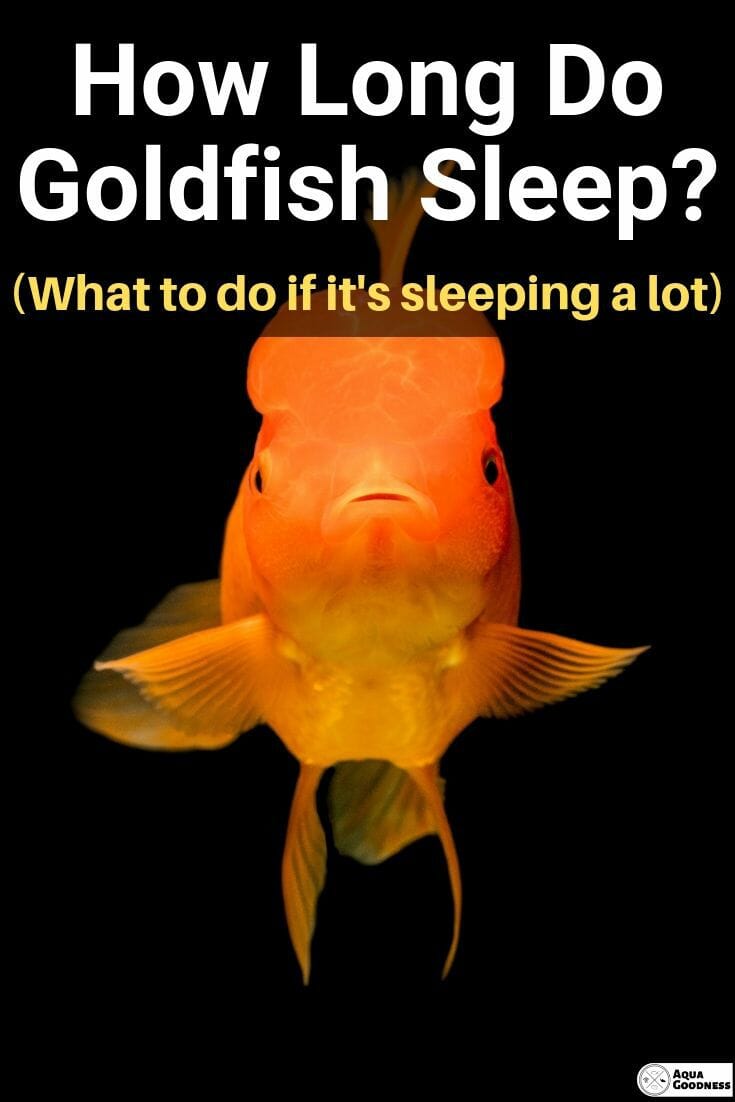 hur länge sover guldfisk bild