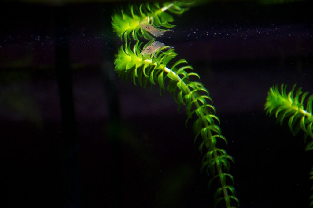 Anacharis