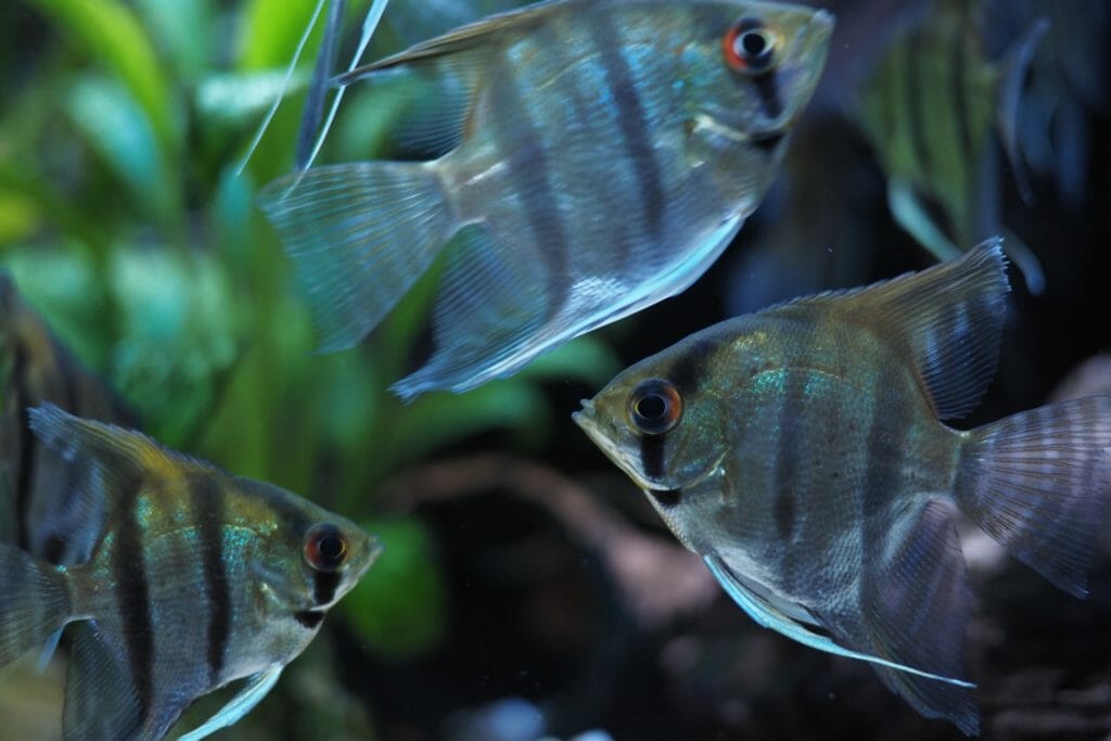 Best Freshwater Fish for Aquarium (5th is the Coolest You've Ever Seen) - Angelfish New 1024x683