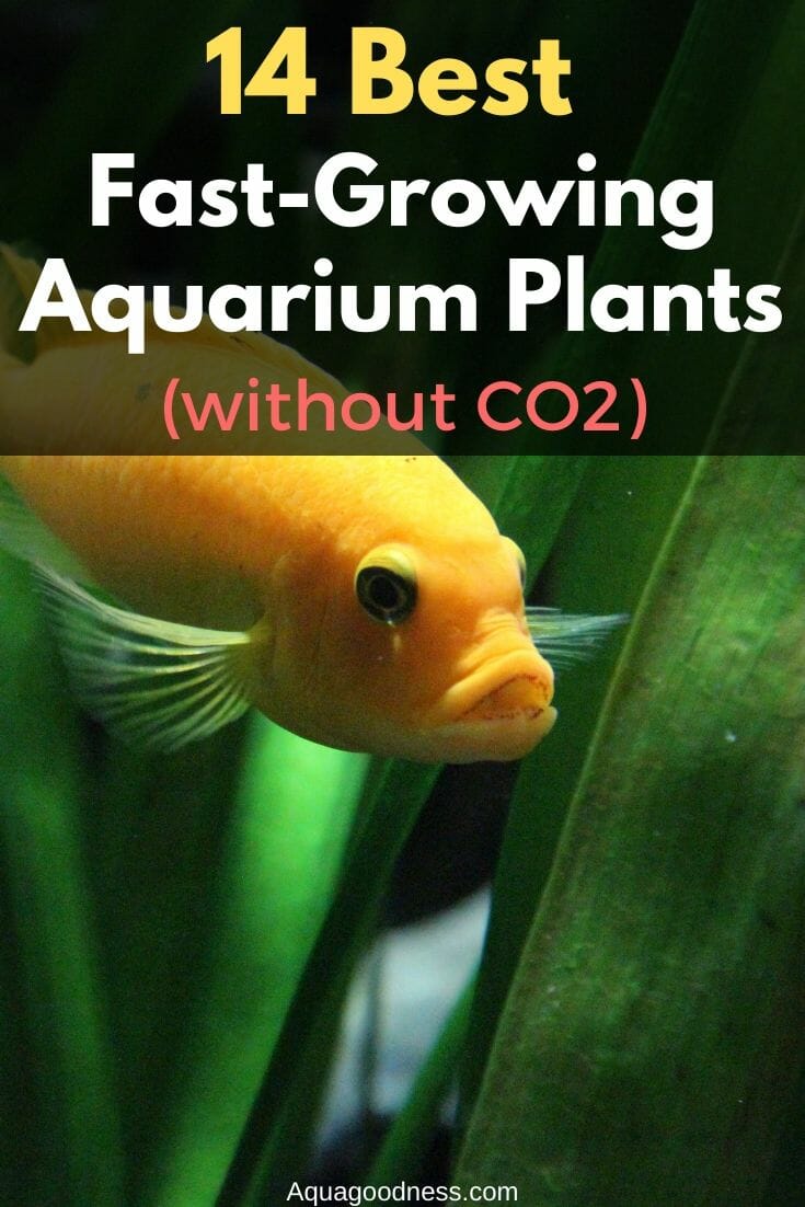 Fast Growing Aquarium Plants With Co2 High-Tech Aquarium Plants List
