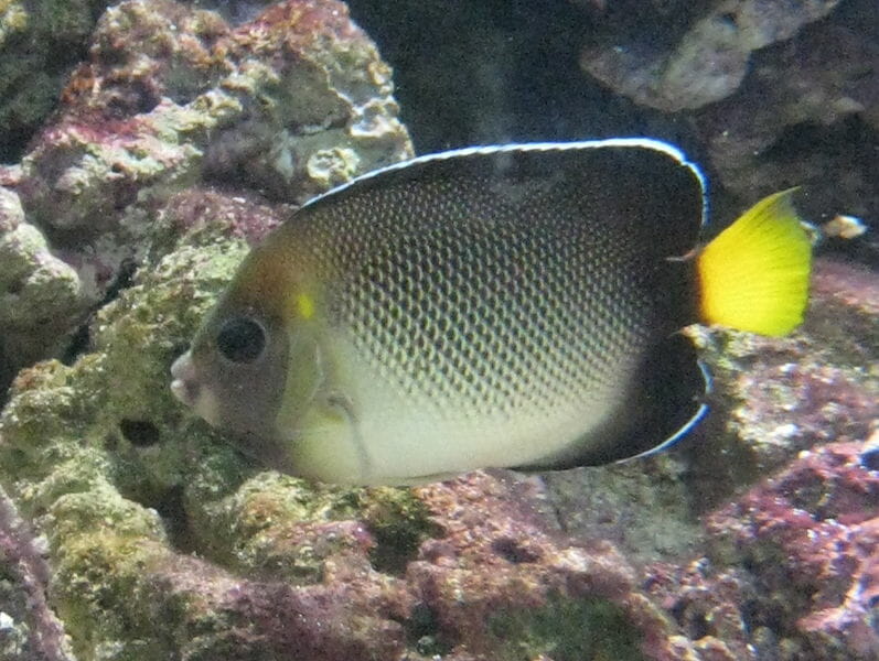 Are Angelfish Freshwater Or Saltwater? (Surprising Answer)