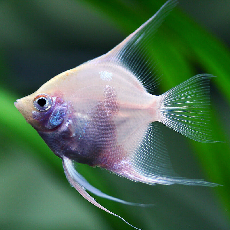 13-types-of-angelfish-for-your-freshwater-aquarium-with-images