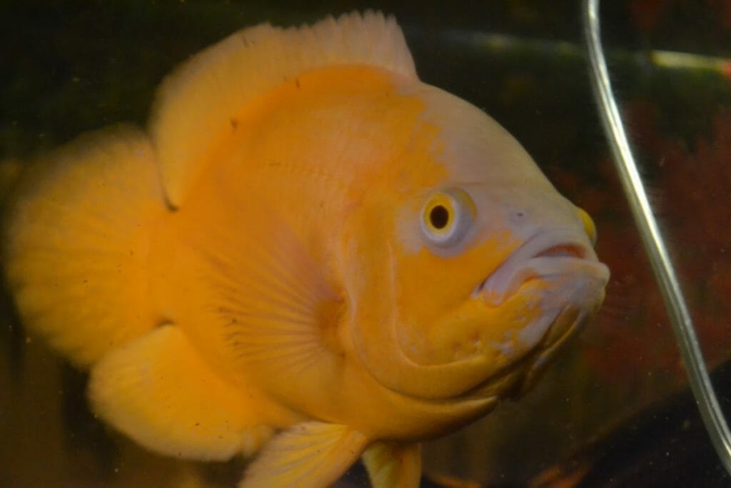 golden oscar fish