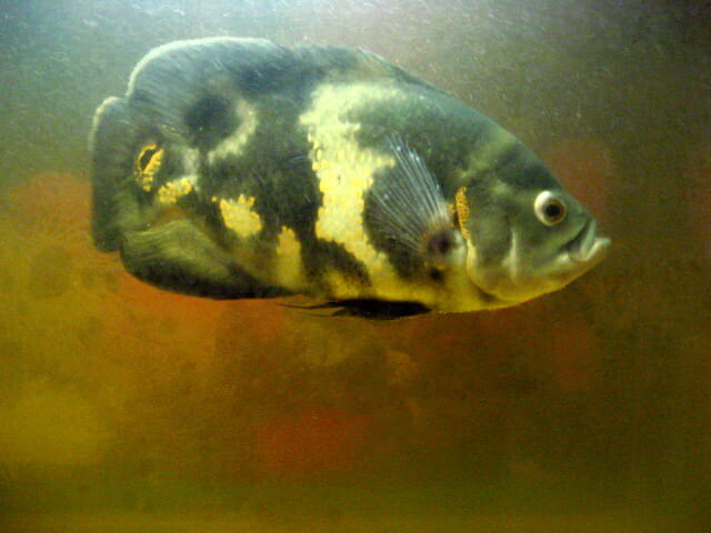 green oscar fish