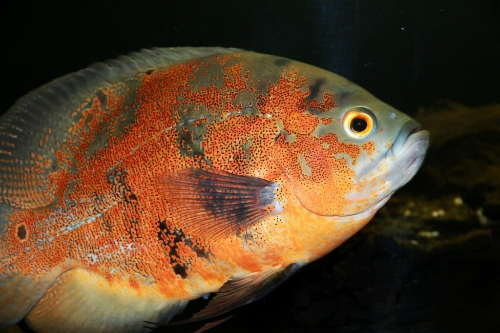 oscar fish lifespan