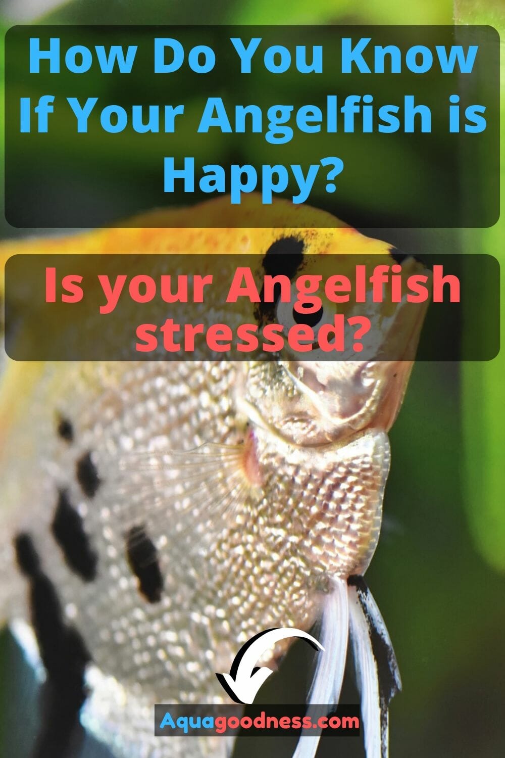 How Do You Know If Your Angelfish is Happy? (Is your Angelfish stressed?)