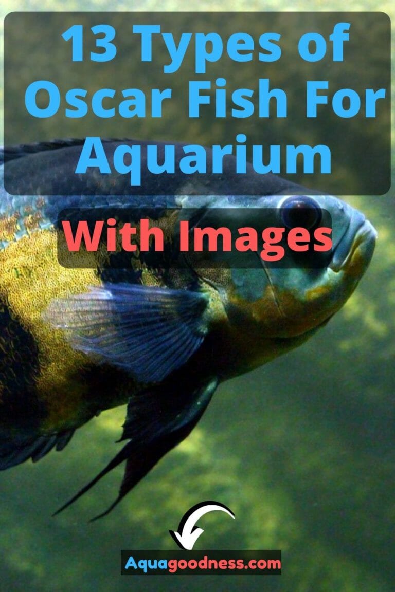 oscar fish lifespan