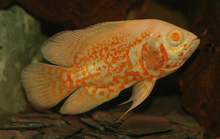 picture of an oscar fish