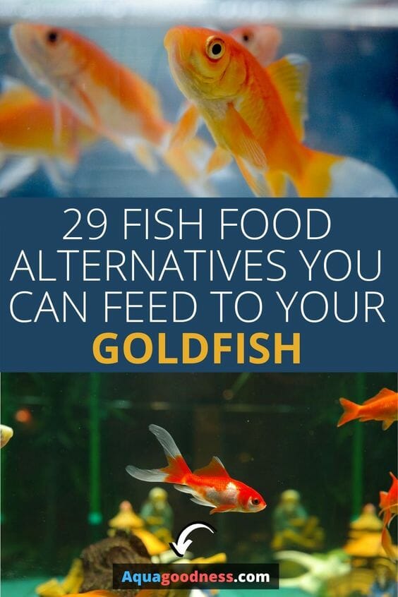 What Can I Feed My Goldfish? (29 Fish 