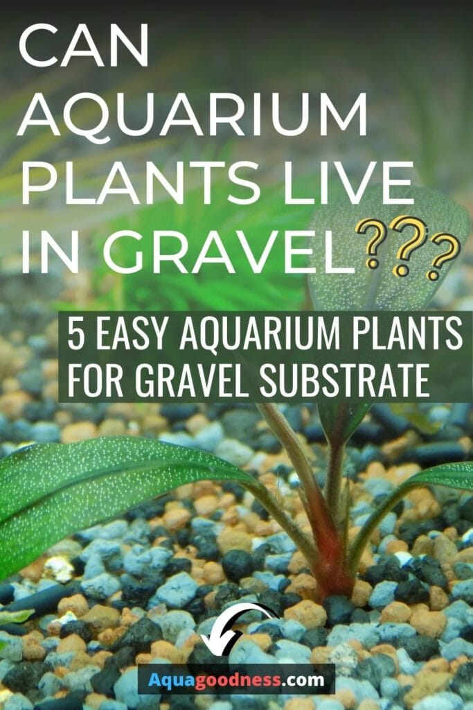 Can Aquarium Plants Live in Gravel? (Easy aquarium plants