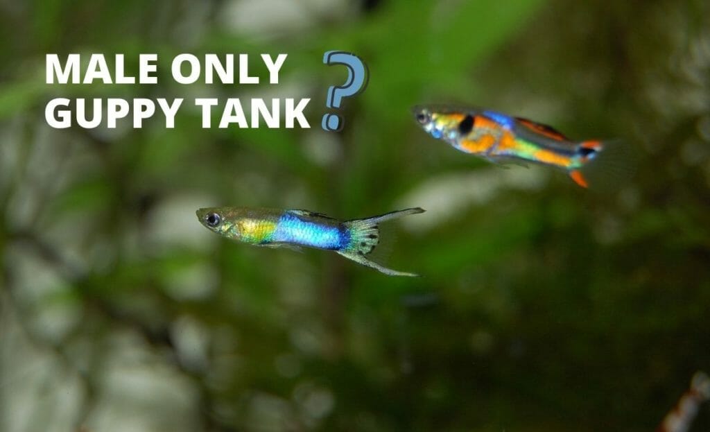 Can I Keep Only 2 Male Guppies?